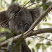 meet George by koalagardens