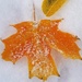Sugar Maple Leaf by meotzi