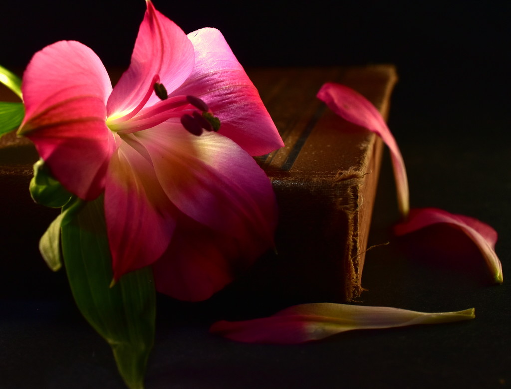 Flower and Book by jayberg