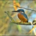 Kingfisher  by rosiekind