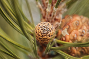 30th Oct 2020 - pine cone