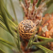 pine cone by aecasey
