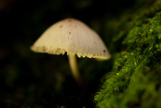 1st Nov 2020 - Mushroom & Moss