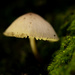 Mushroom & Moss by leonbuys83