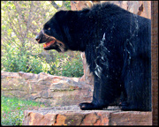 28th Oct 2020 - Bear-ly Making It Through The Hot Summer