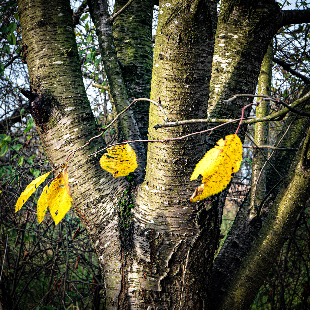Last leaves on the tree by frequentframes