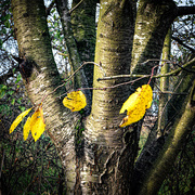 1st Nov 2020 - Last leaves on the tree