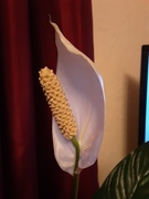 1st Nov 2020 - A Peace Lily flower.
