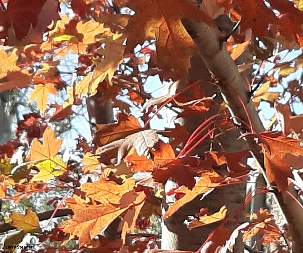 Red Oak leaf cluster by larrysphotos