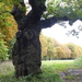 A tree with character? by speedwell