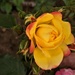 Granny's Rose 2 by sandradavies