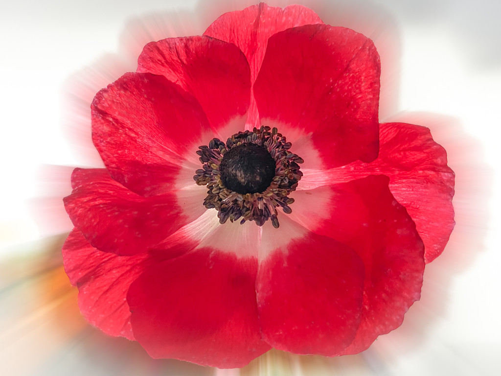 Poppy Anemone by sprphotos