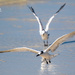 Sandwich Tern flight line by photographycrazy