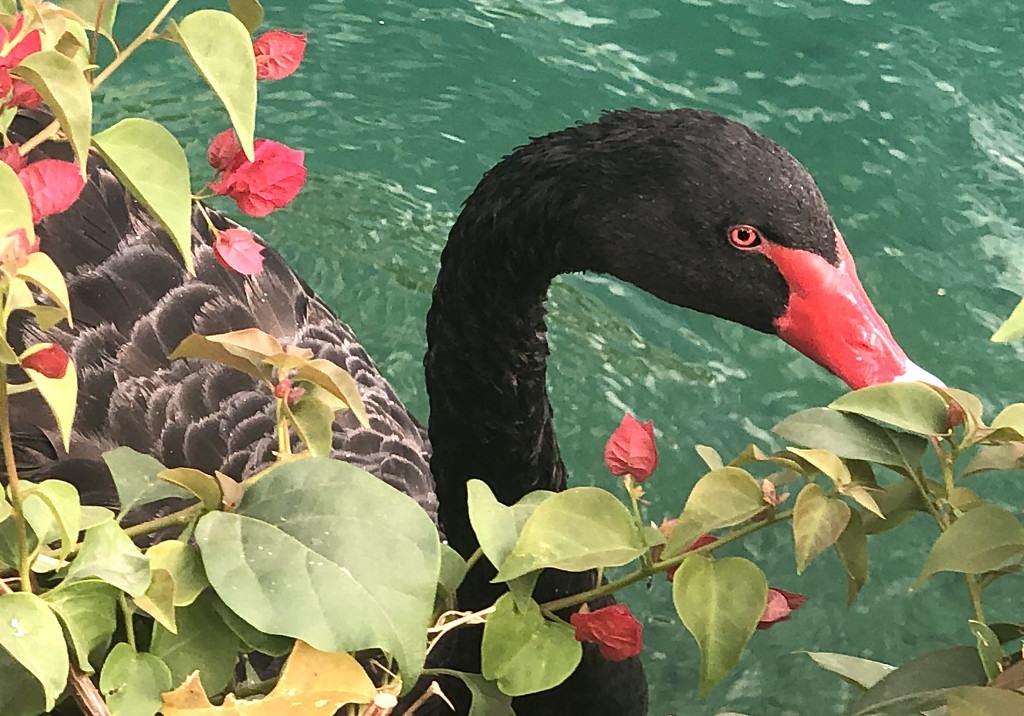 Black Swan for Good Luck by redy4et