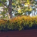Moss growing on the shed roof... by marlboromaam