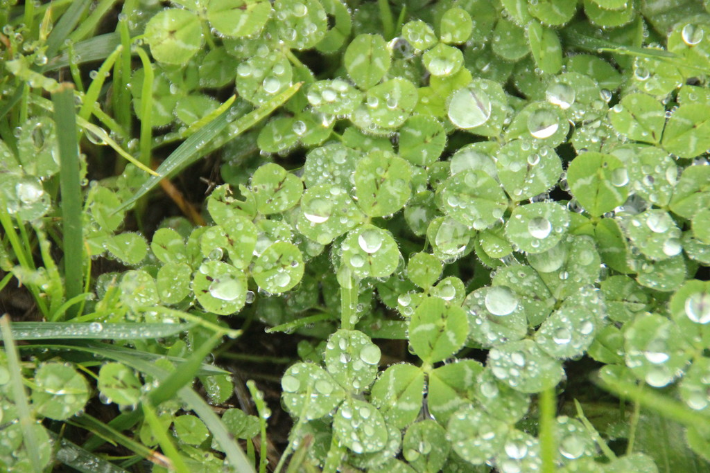 tiny drops of rain by belucha