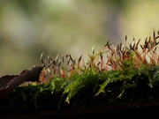 2nd Nov 2020 - Moss on the shed roof...