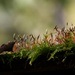 Moss on the shed roof... by marlboromaam