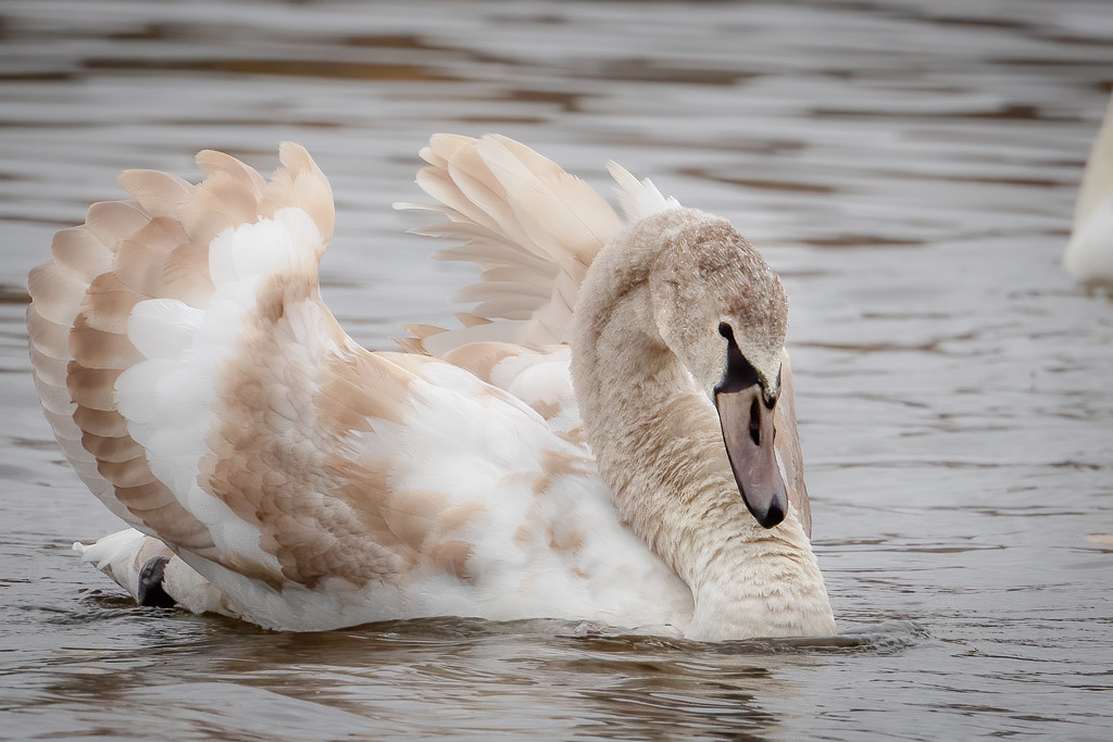 Juvenile Mute Swan by nicoleweg