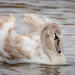 Juvenile Mute Swan by nicoleweg