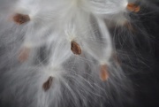 1st Nov 2020 - Sharing Milkweed Seeds With A Friend