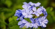 1st Nov 2020 - Blue Flowers!