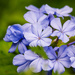 Blue Flowers! by rickster549