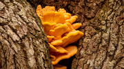 1st Nov 2020 - Fungi in the Tree Crevice!