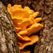 Fungi in the Tree Crevice! by rickster549