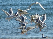 1st Nov 2020 - Gulls and more gulls