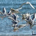 Gulls and more gulls by amyk