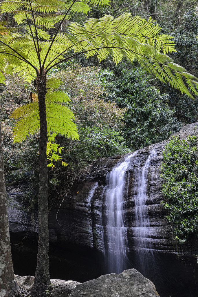 Serenity Falls, Buderim by jeneurell