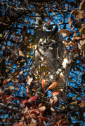 1st Nov 2020 - Great Horned Owl