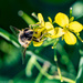 Macro Bee  by theredcamera