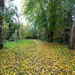 Carpet Of Leaves by davemockford