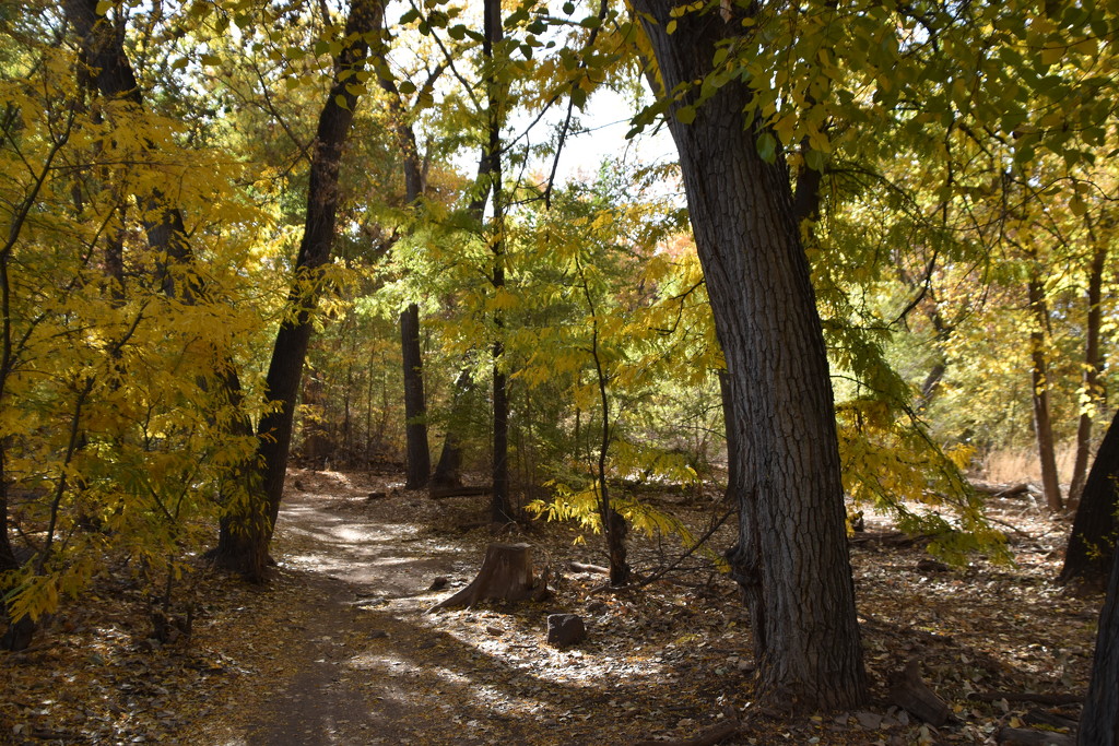 Walking In The Bosque In The Fall.  by bigdad