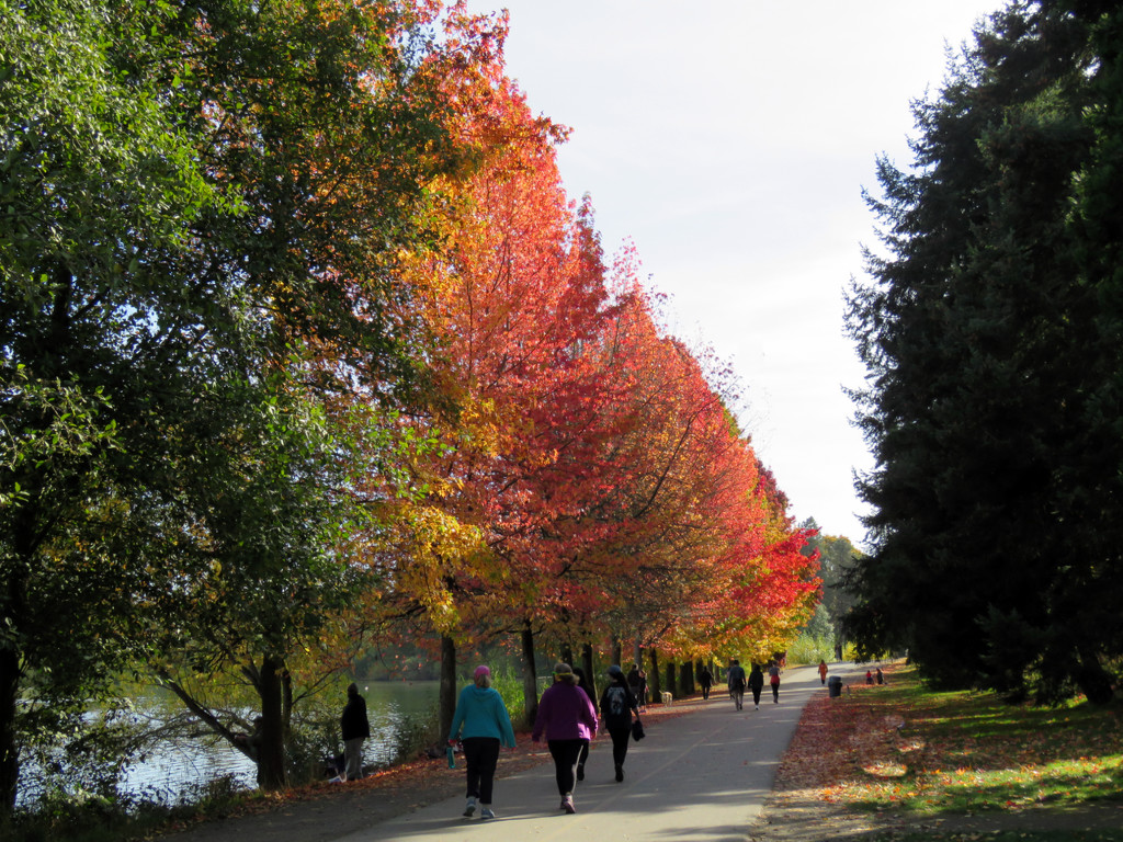Fall Colors at Green Lake by seattlite