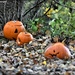 Pumpkins in the wood by rosiekind