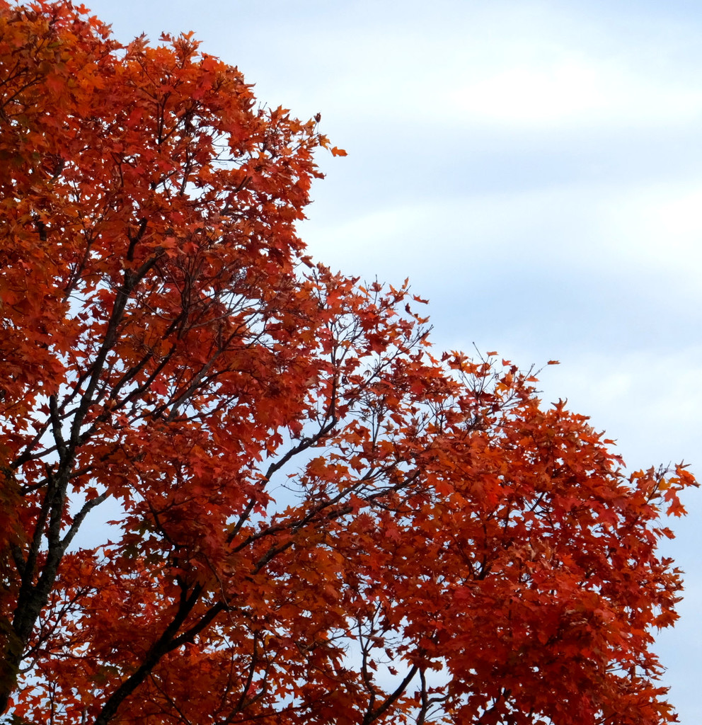 Foliage Of Fall by linnypinny