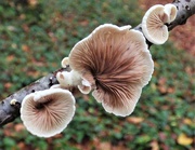 31st Oct 2020 - Oysterling fungi