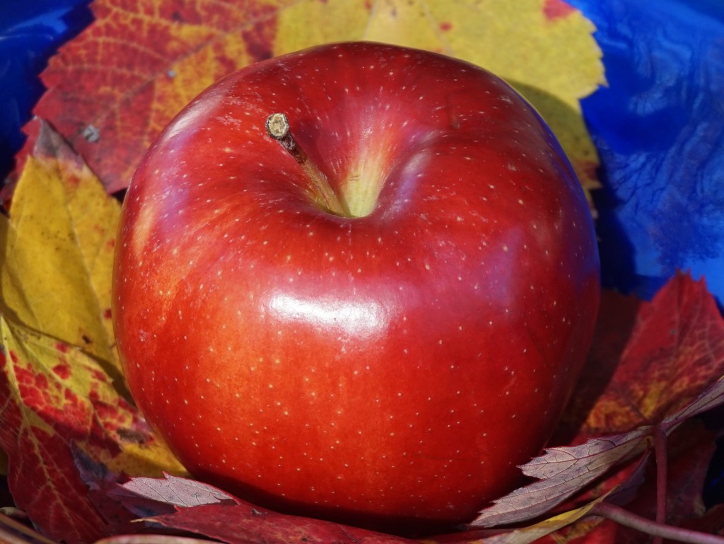 One beautiful apple by tunia