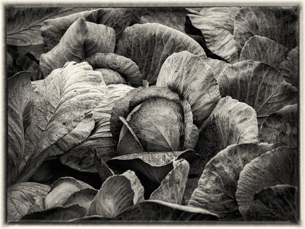 Cabbage field by haskar