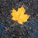 Leaf on the Road by sprphotos