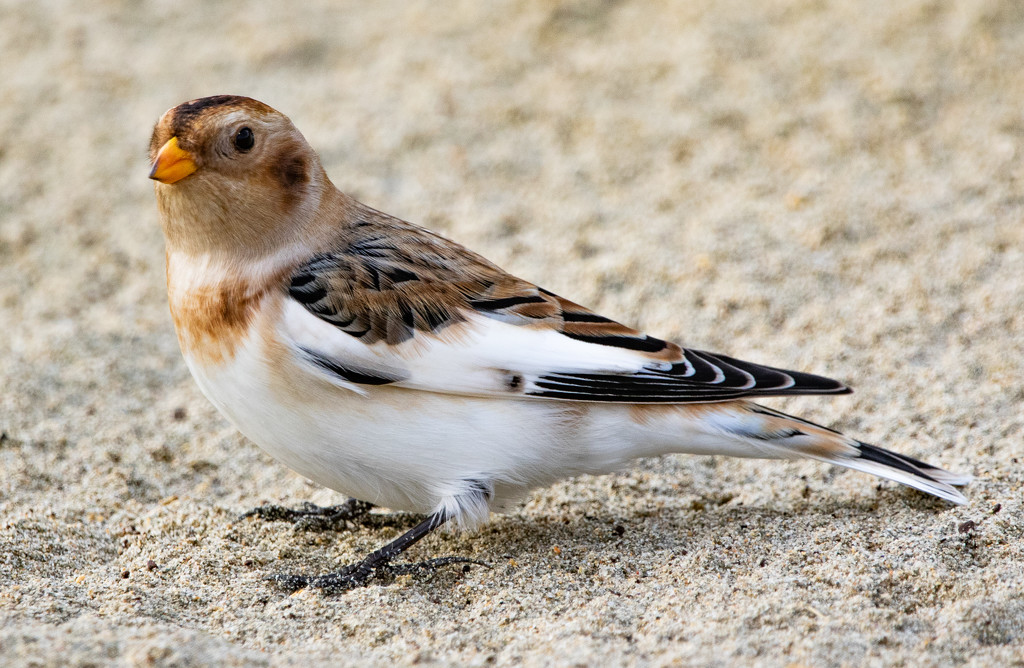 Snow Bunting by lifeat60degrees