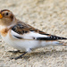 Snow Bunting by lifeat60degrees