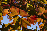 2nd Nov 2020 - Fall Foliage