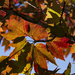 Fall Foliage by kvphoto