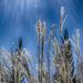 Grasses by k9photo