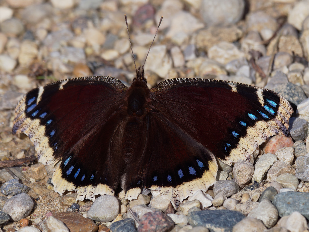 Mourning cloak butterfly by rminer