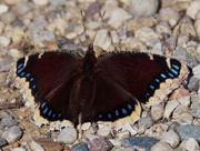 2nd Nov 2020 - Mourning cloak butterfly